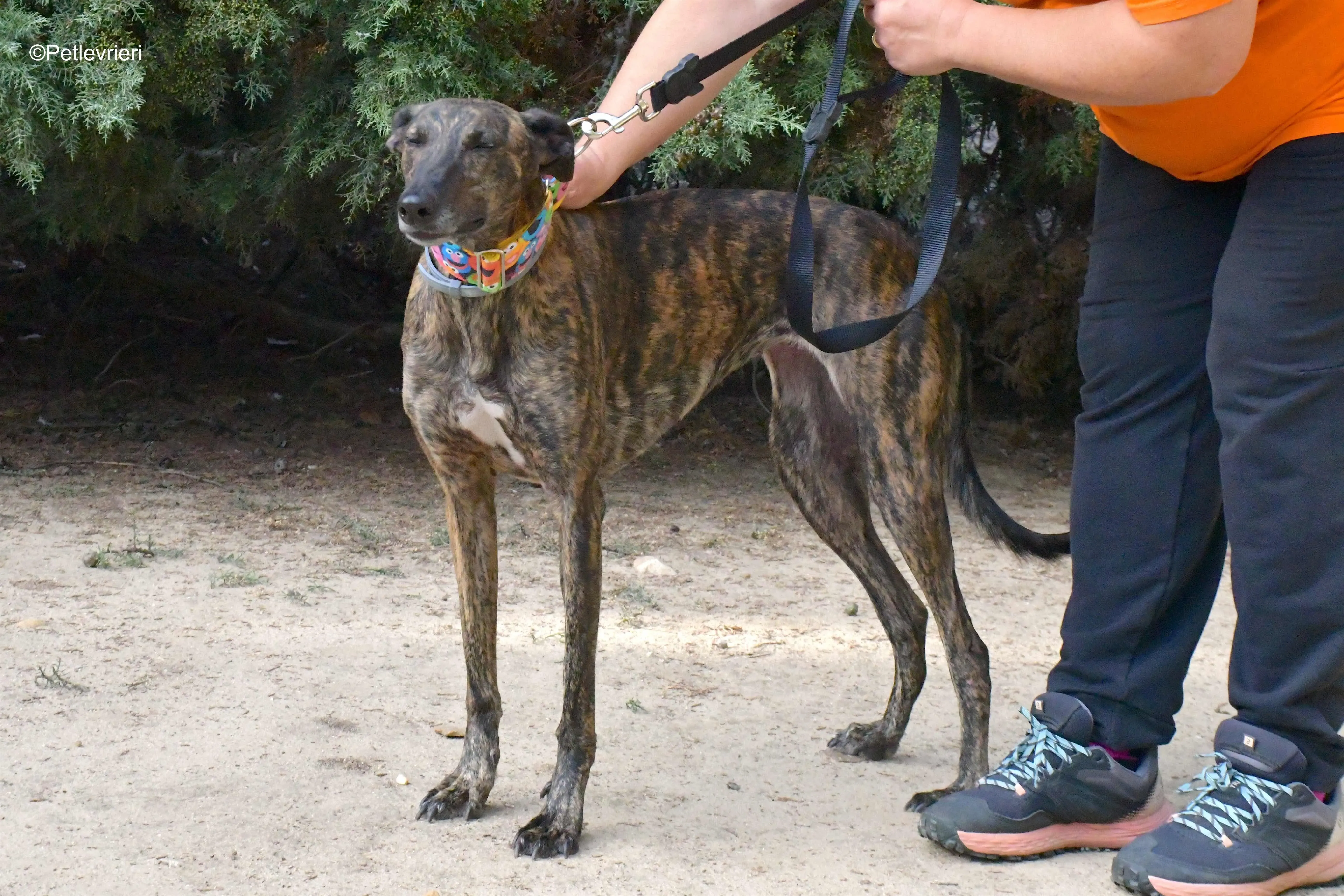alegria adozione levrieri galgo 2