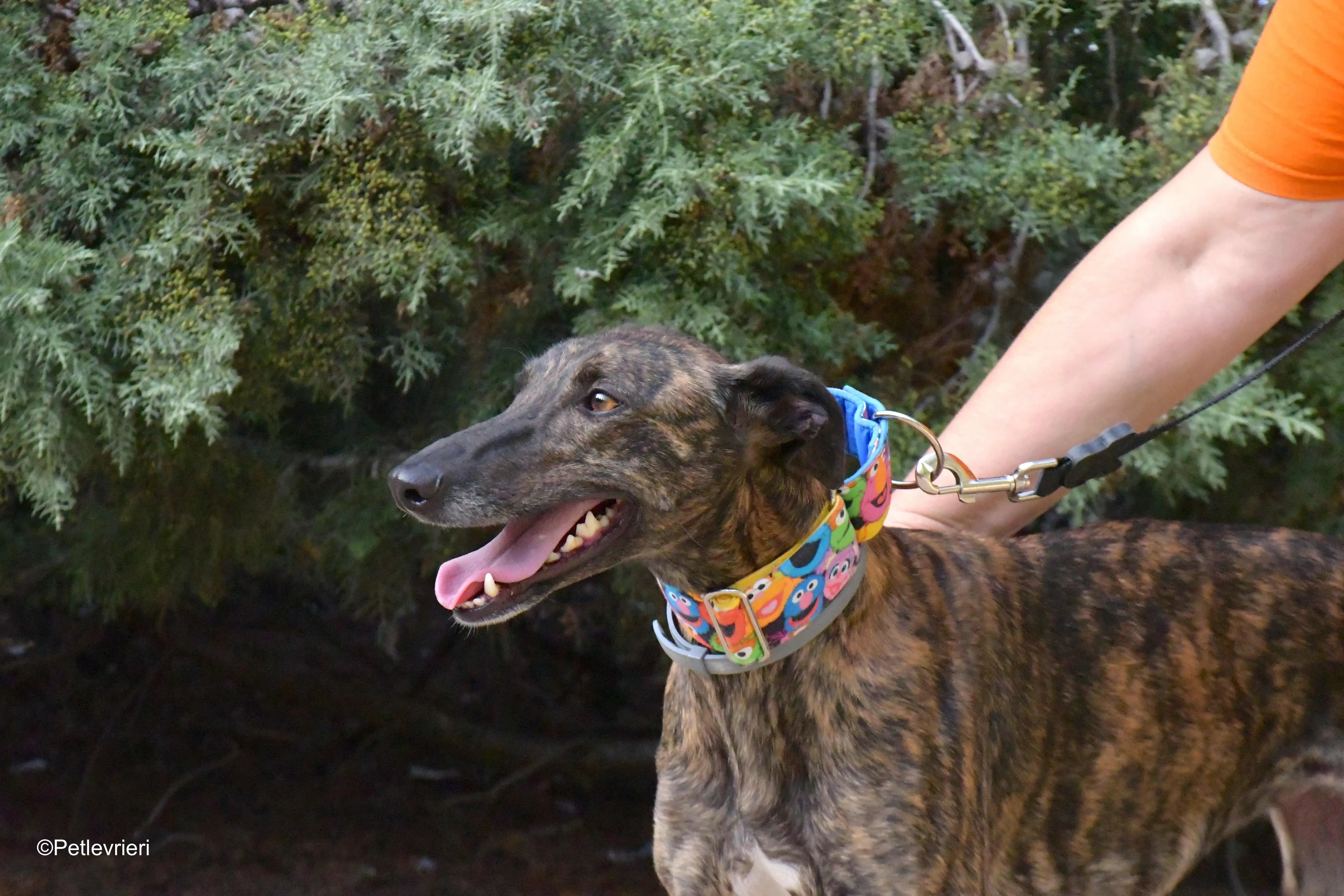 alegria adozione levrieri galgo 3