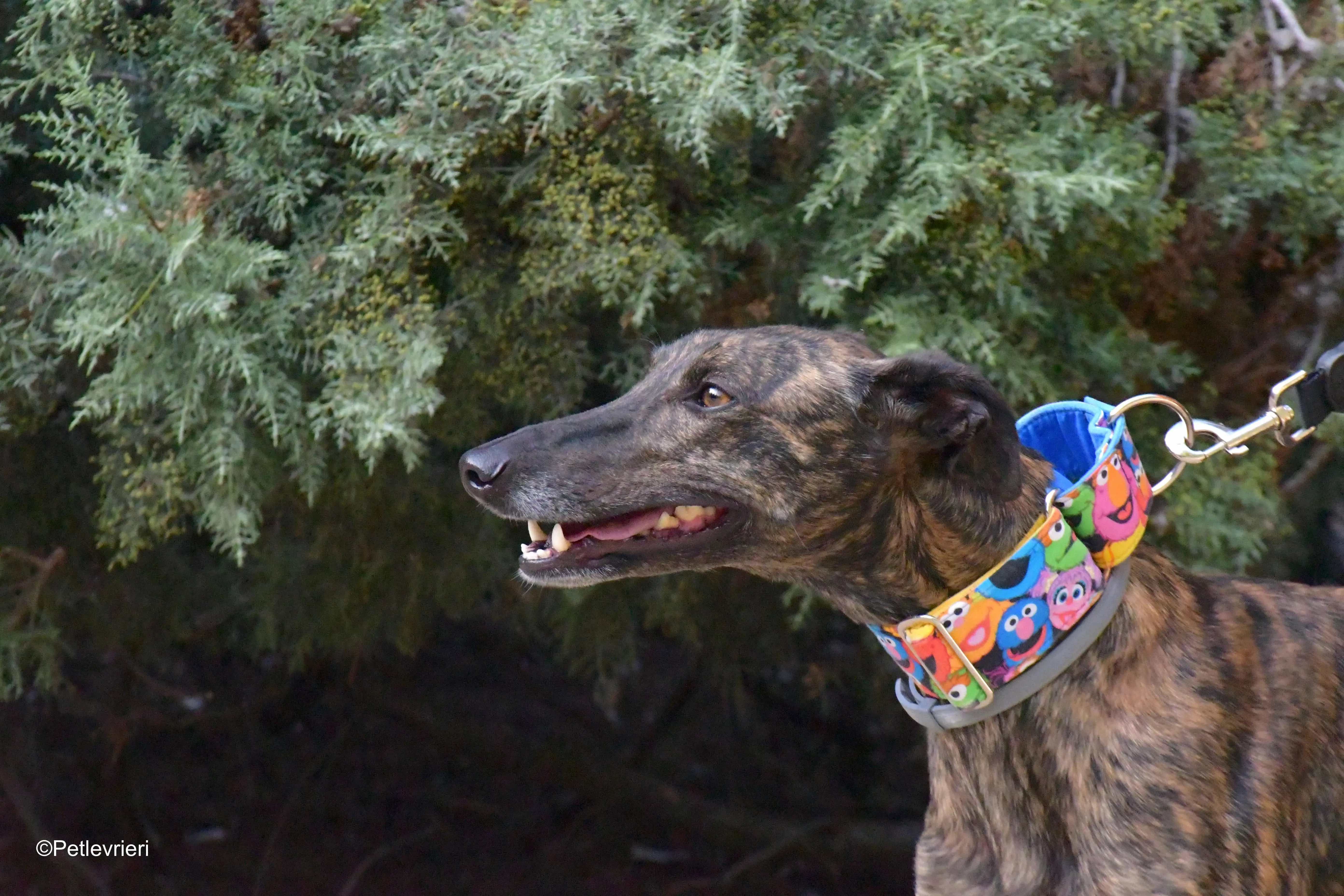 alegria adozione levrieri galgo 4