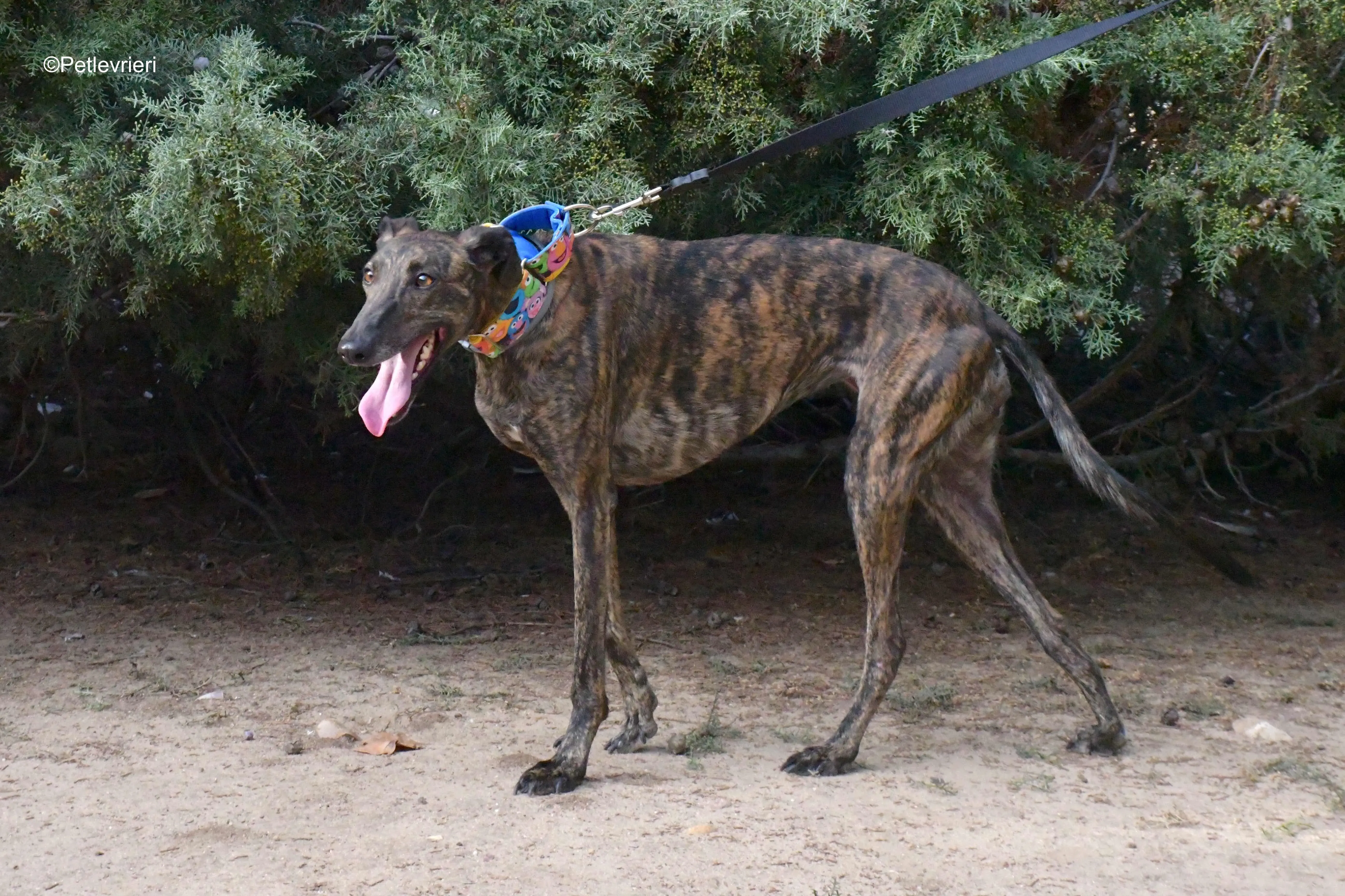 alegria adozione levrieri galgo 5