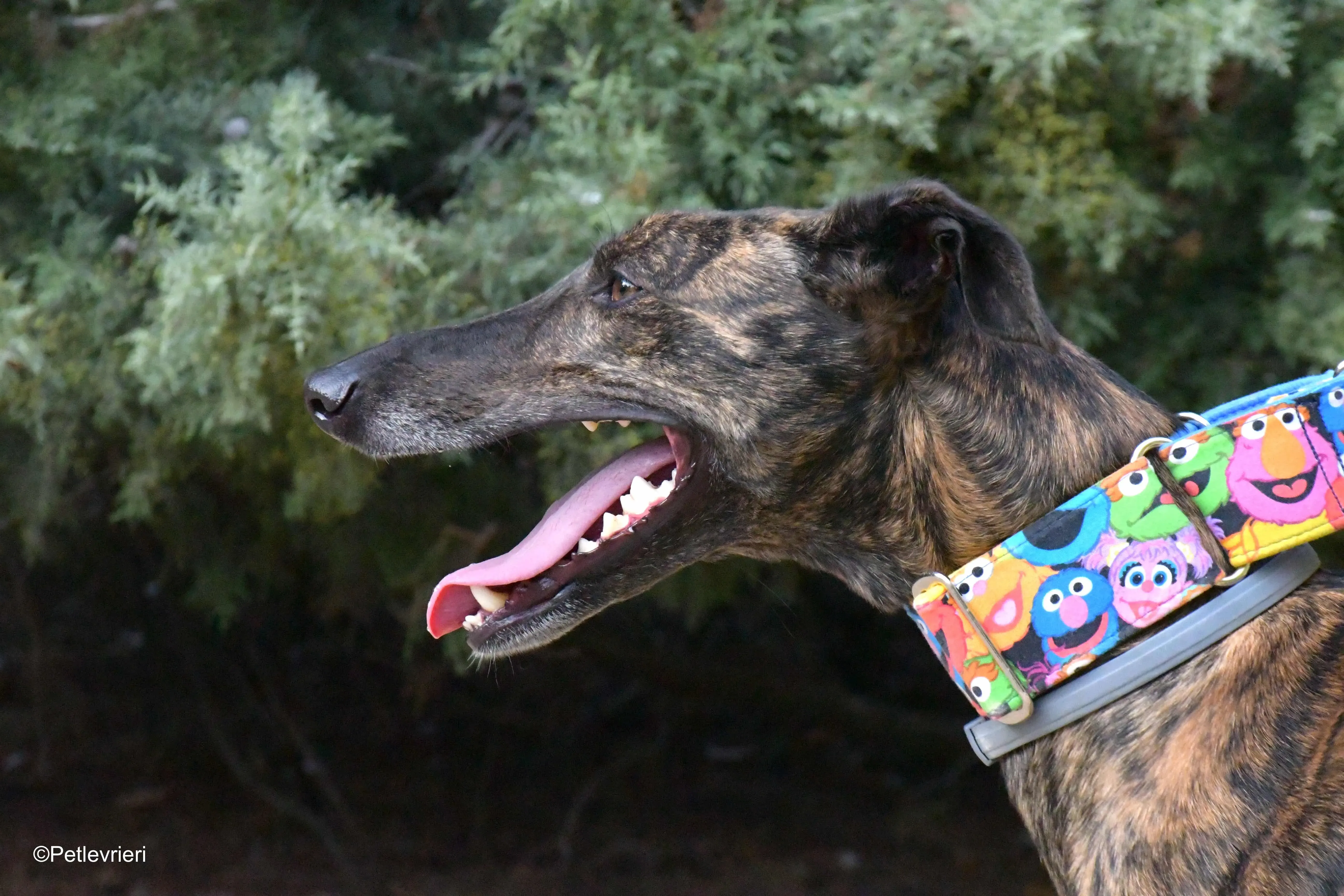 alegria adozione levrieri galgo 6