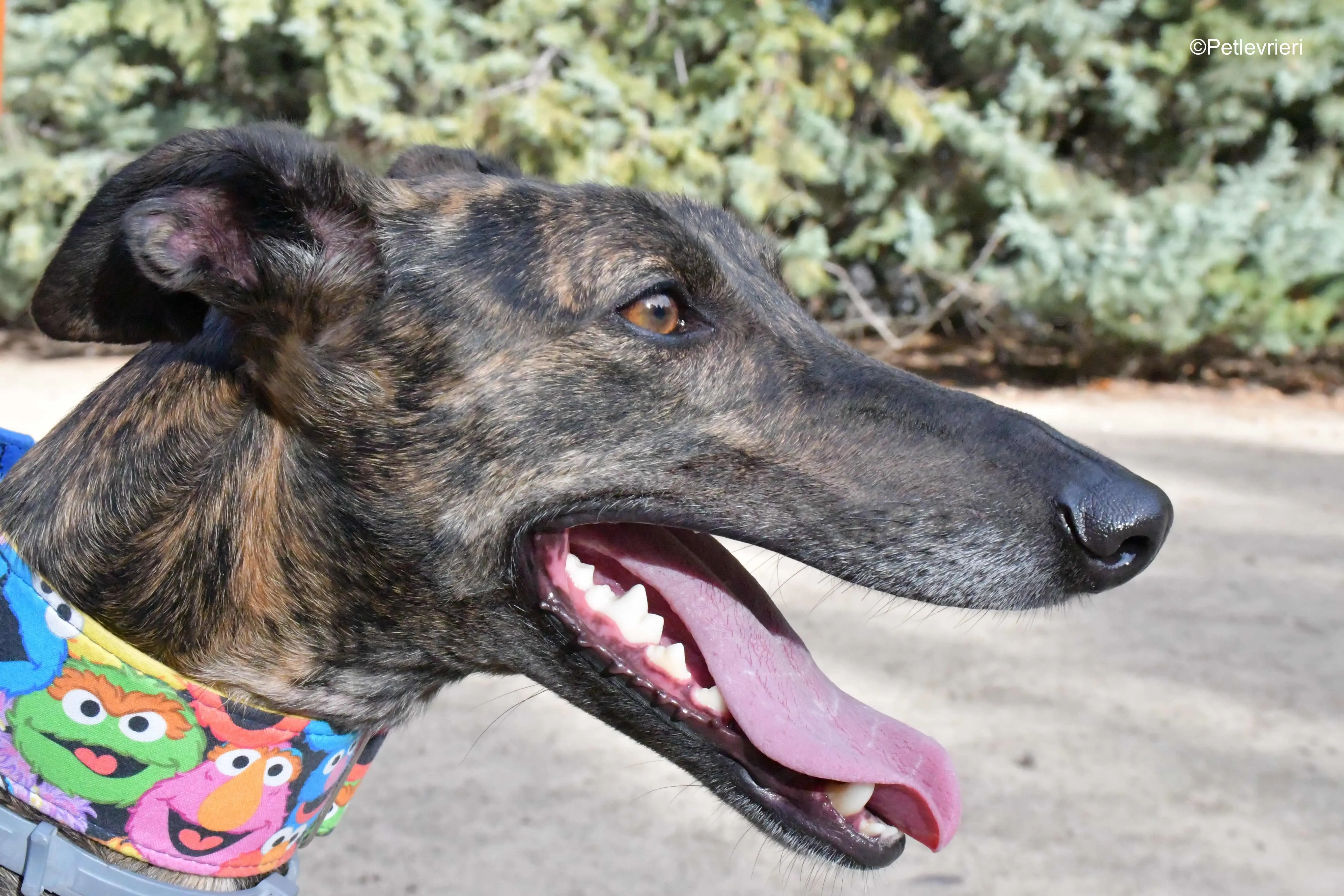 alegria adozione levrieri galgo 7