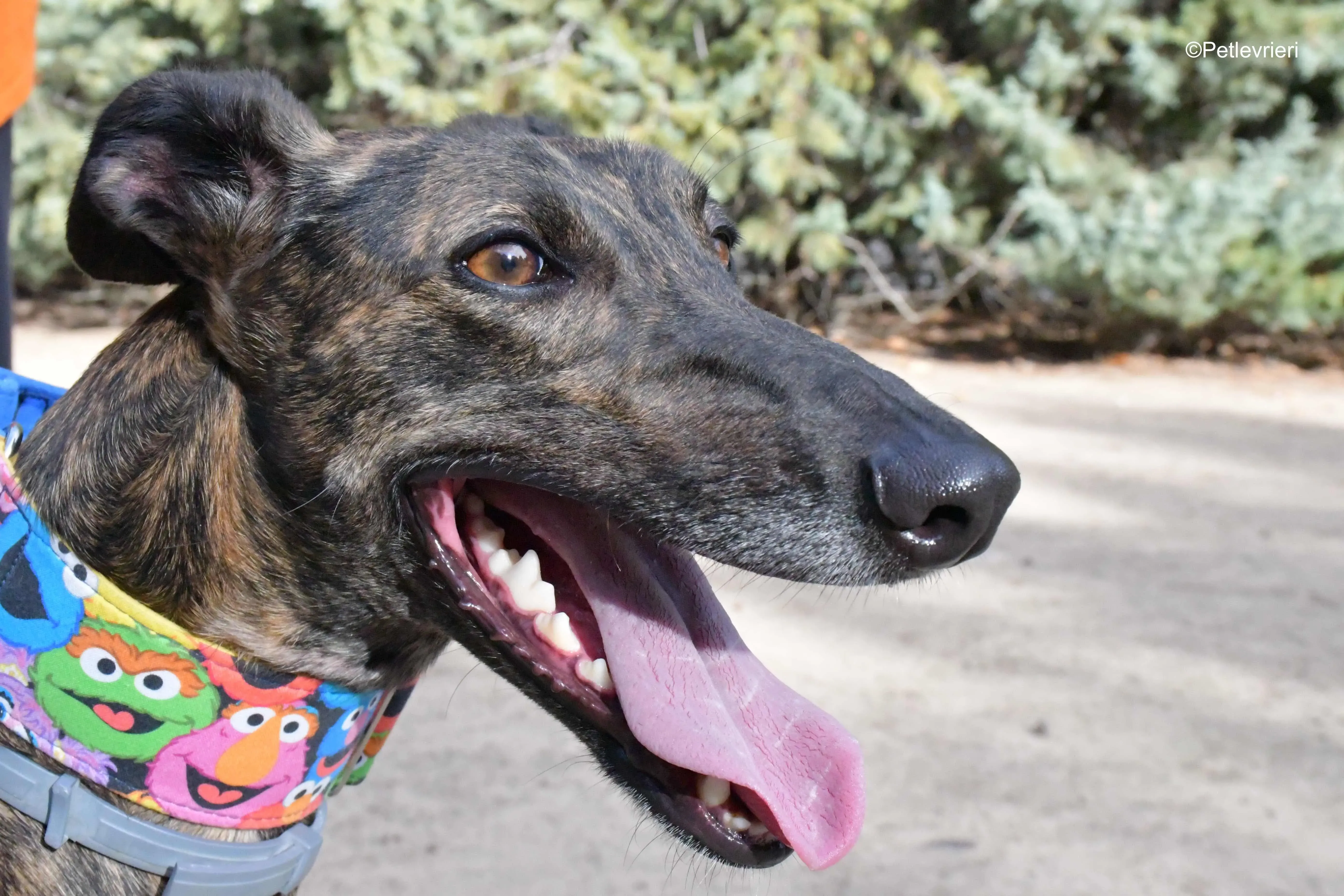 alegria adozione levrieri galgo 8