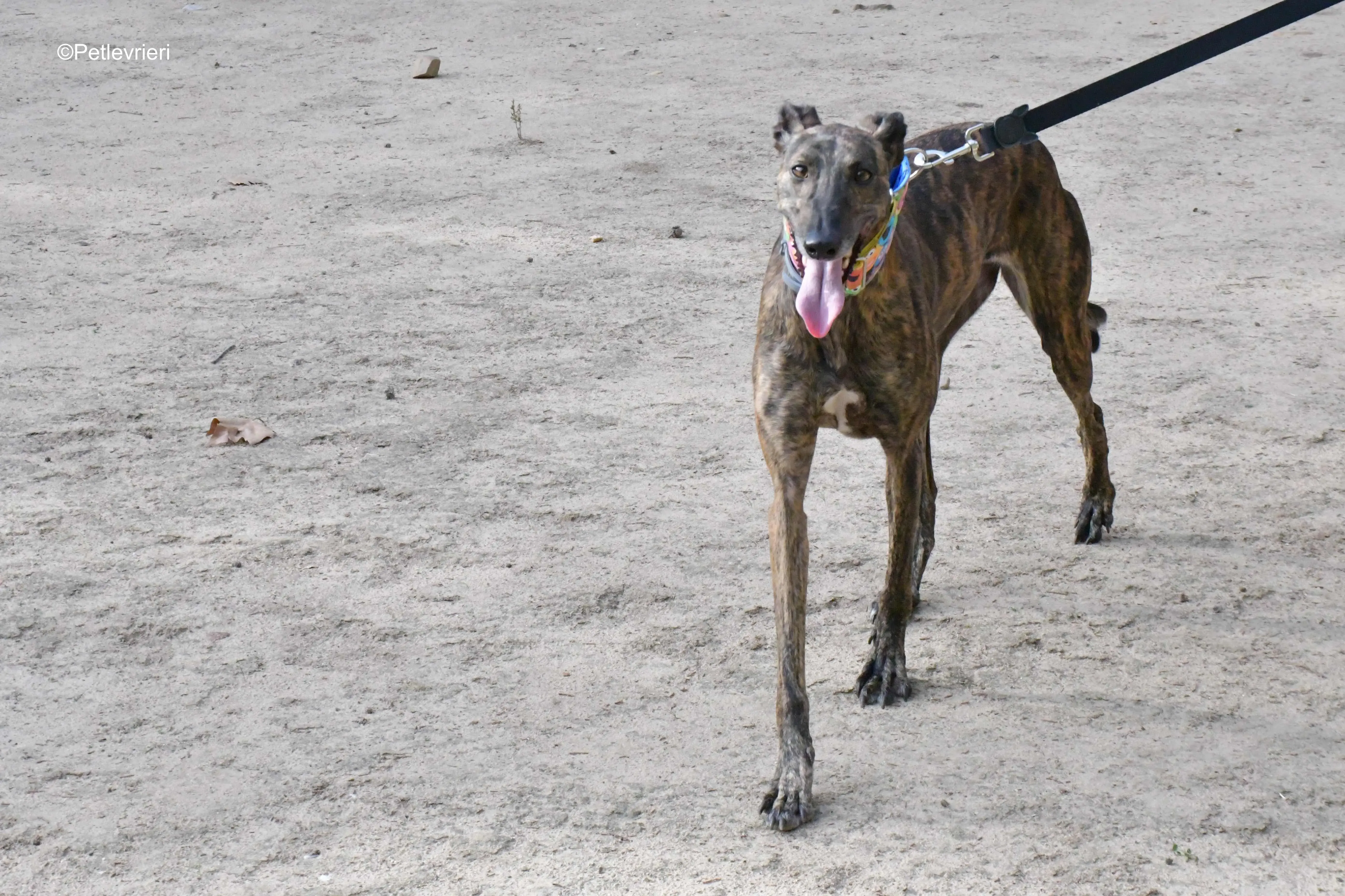 alegria adozione levrieri galgo 9