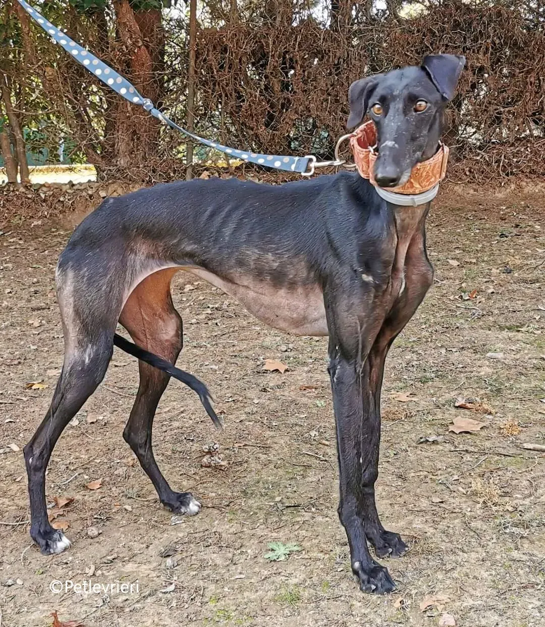 alenka adozione levrieri galgo 1