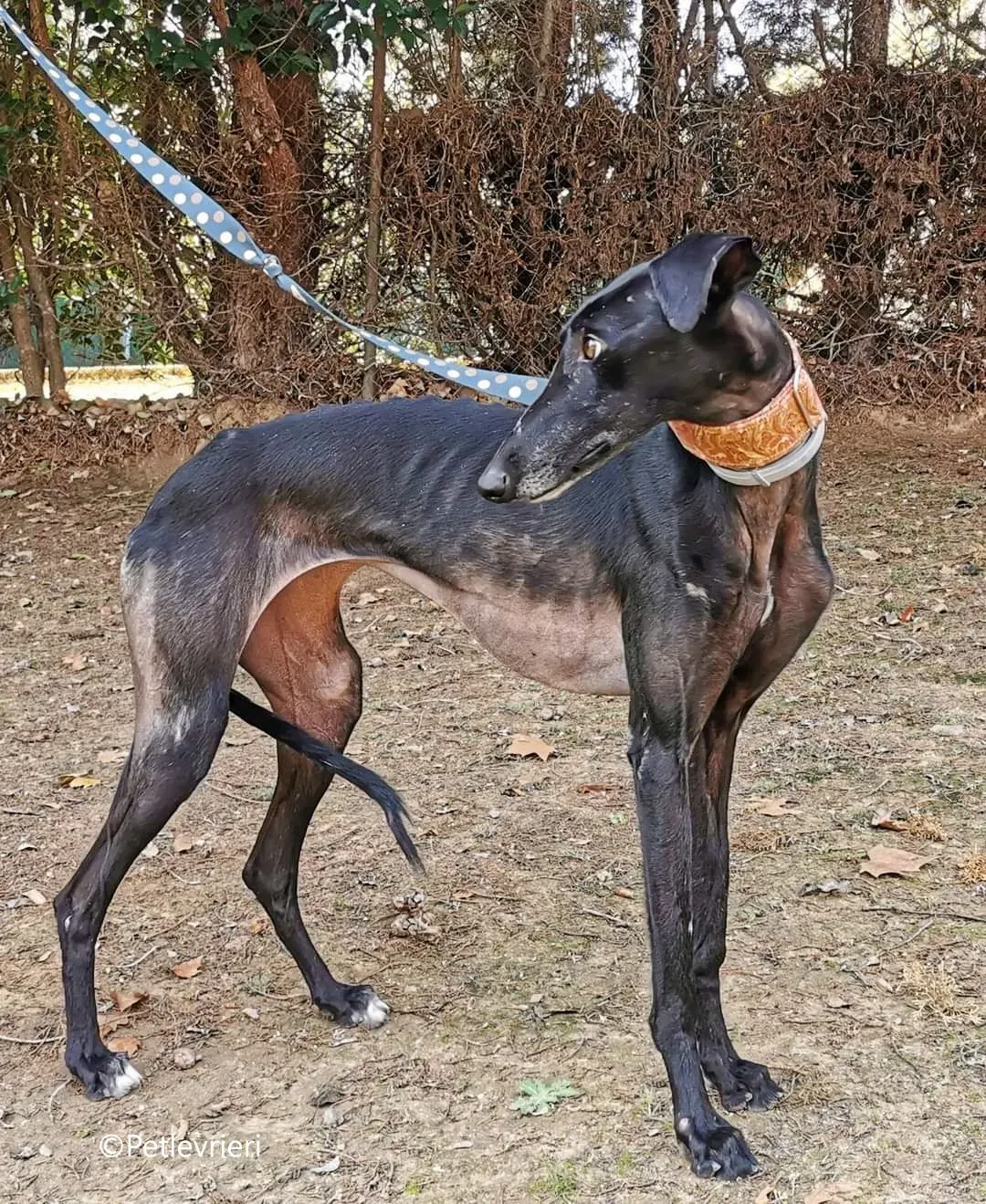 alenka adozione levrieri galgo 2