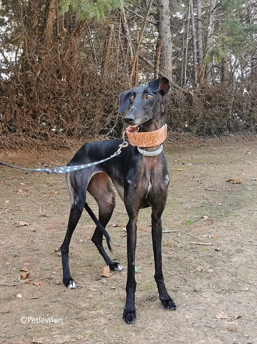 alenka adozione levrieri galgo 3