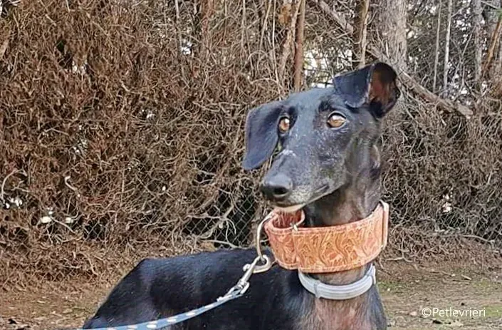 alenka adozione levrieri galgo 4