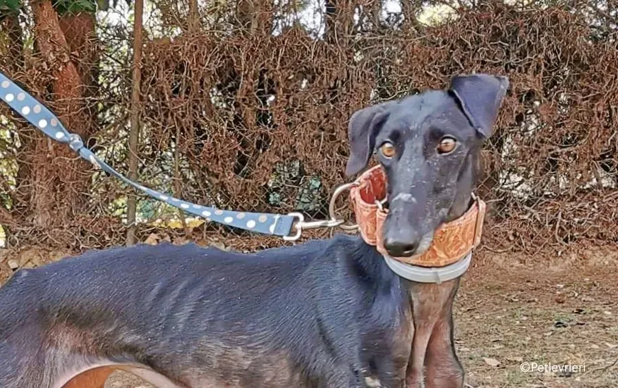 alenka adozione levrieri galgo 5