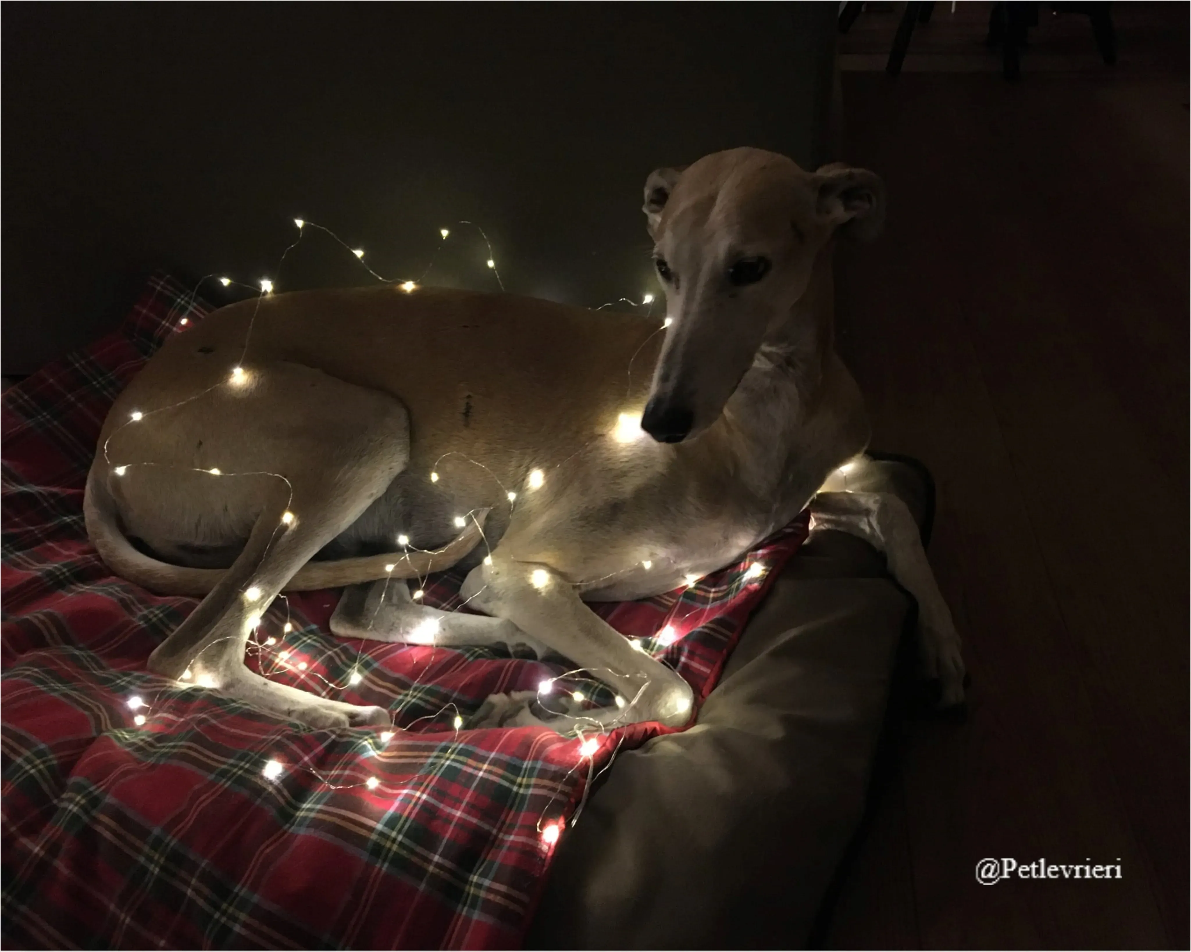 alex pet levrieri natale 2021