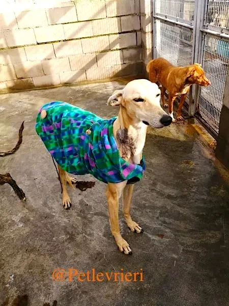 alica adozione levrieri galgo 1