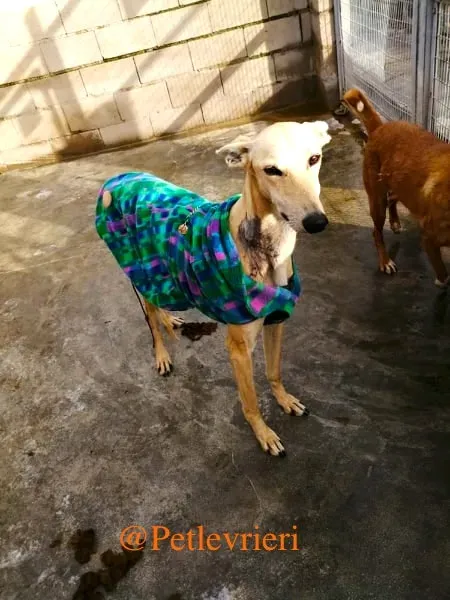 alica adozione levrieri galgo 2