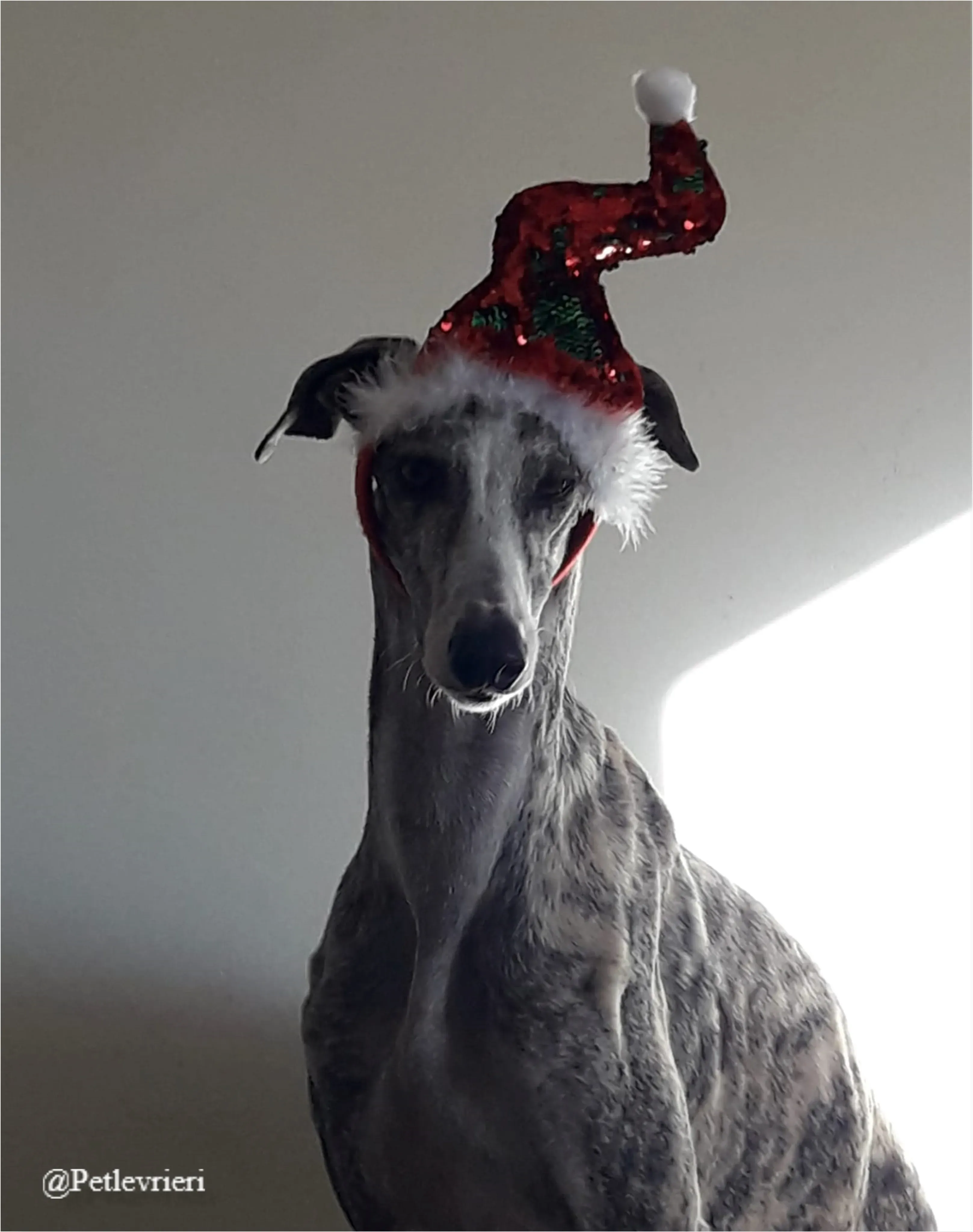 alicante pet levrieri natale 2021