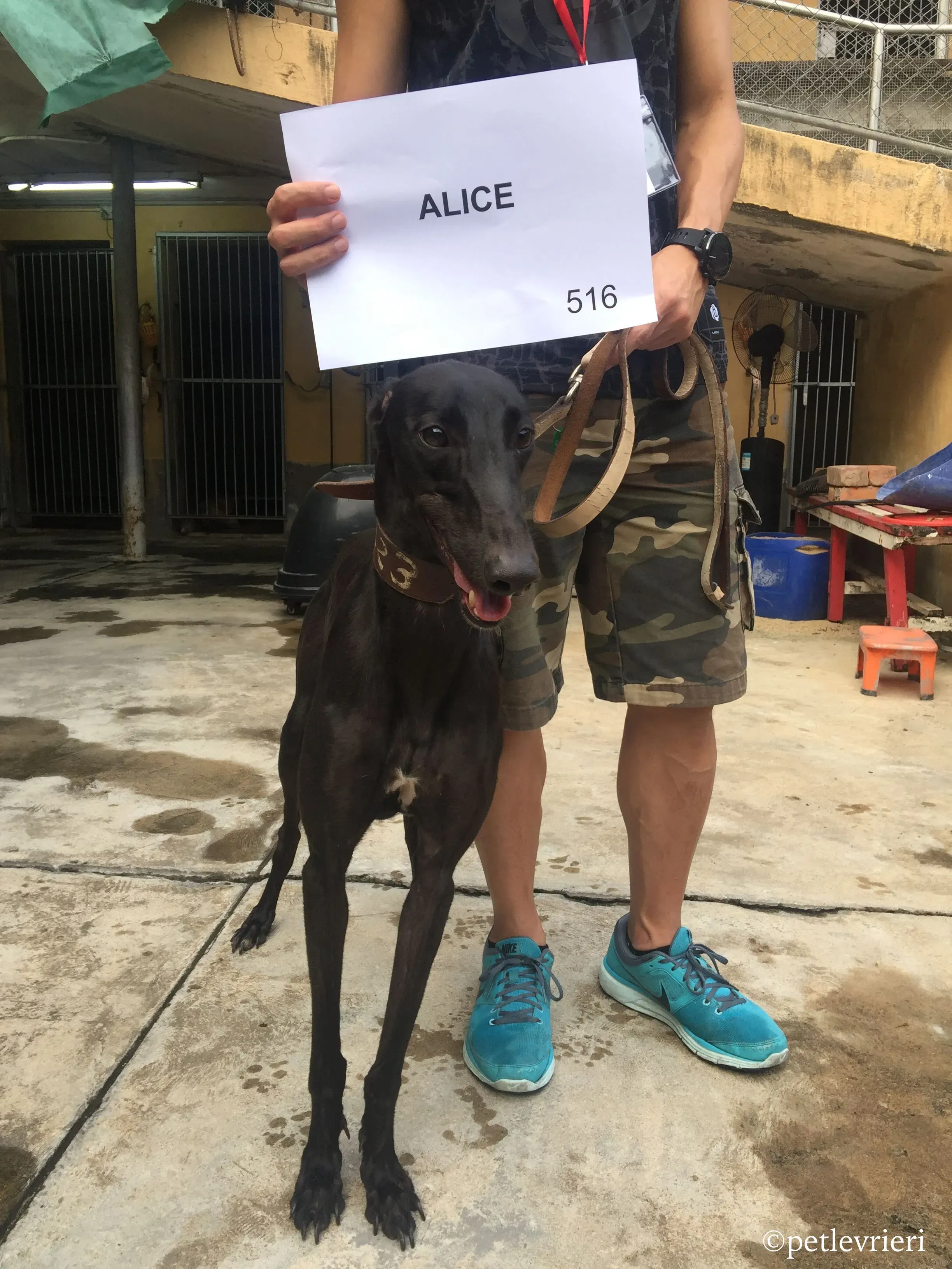 alice adozione greyhound macao 1