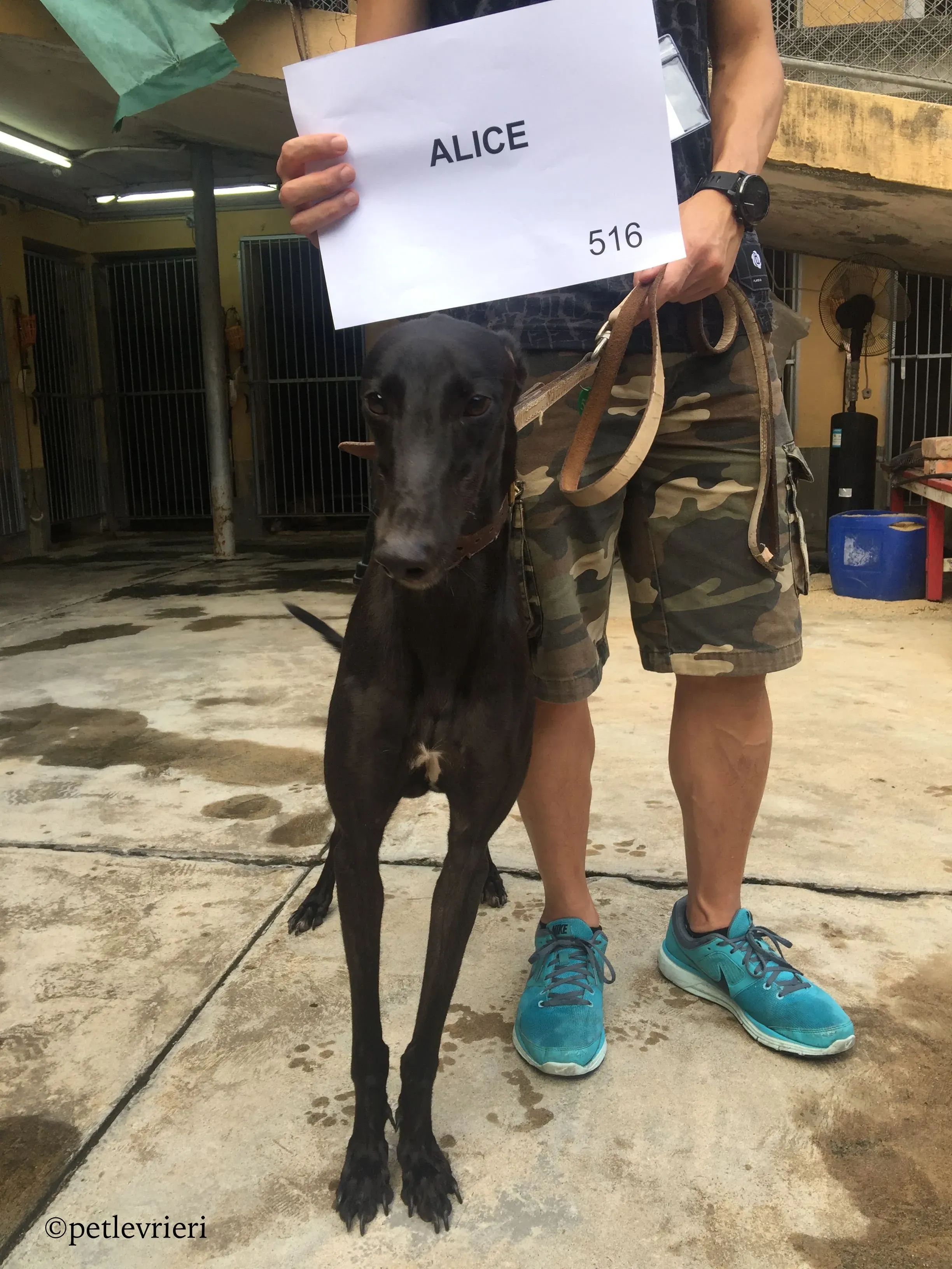 alice adozione greyhound macao 2