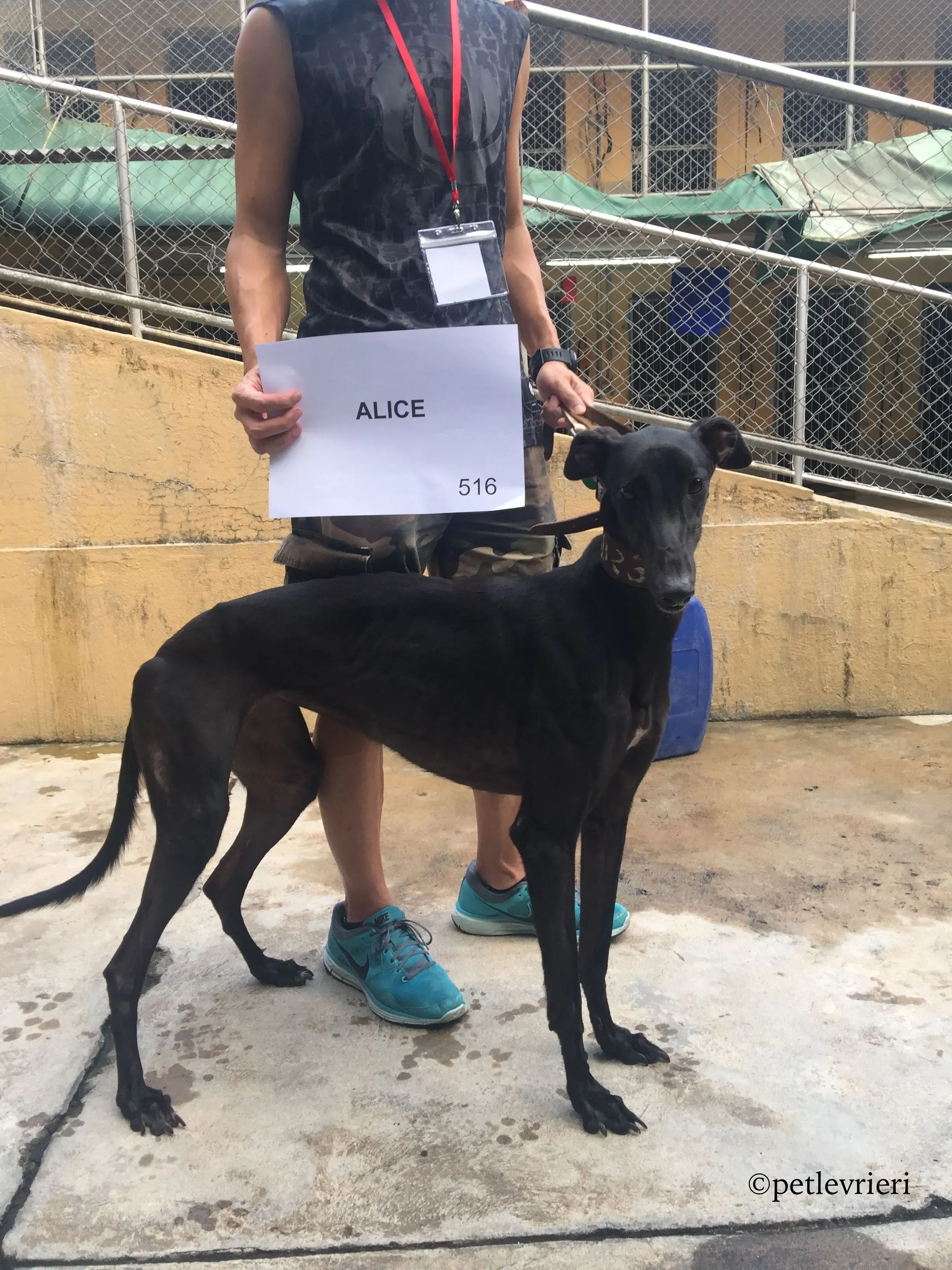 alice adozione greyhound macao 4
