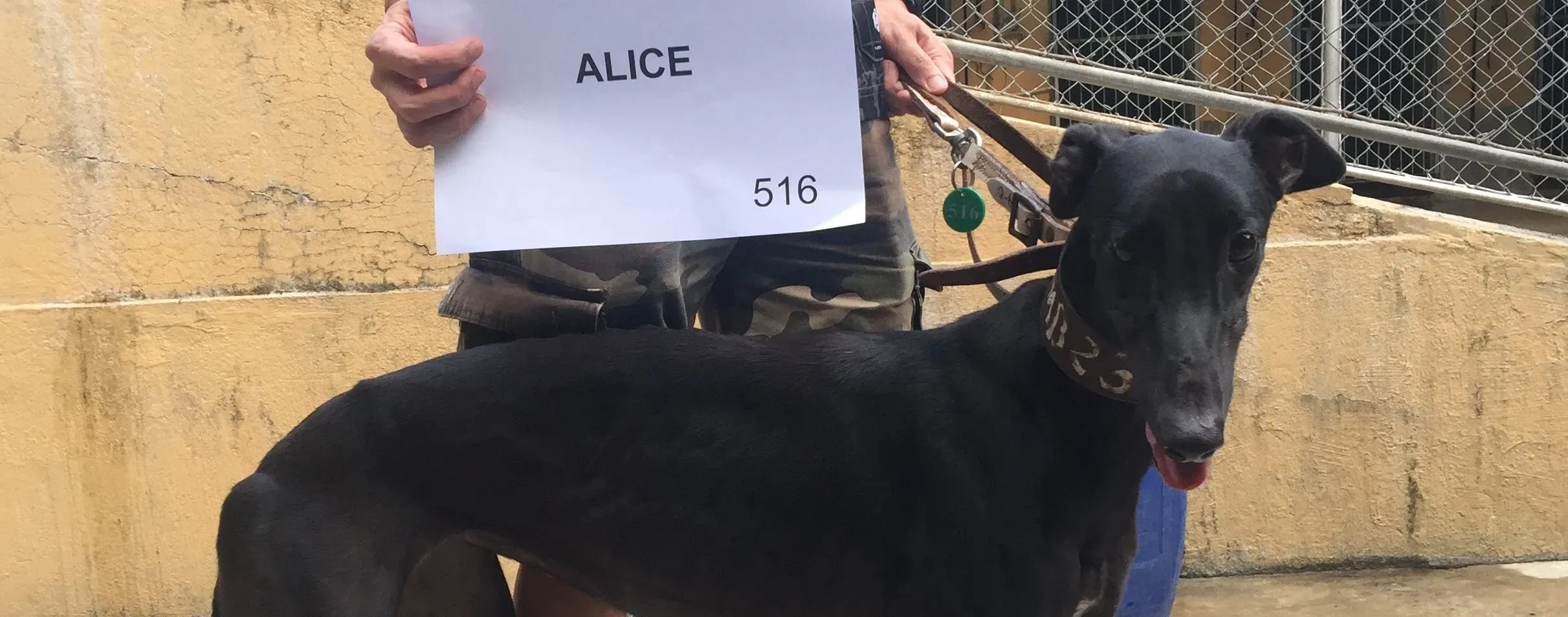alice adozione greyhound macao 5 e1546037242925