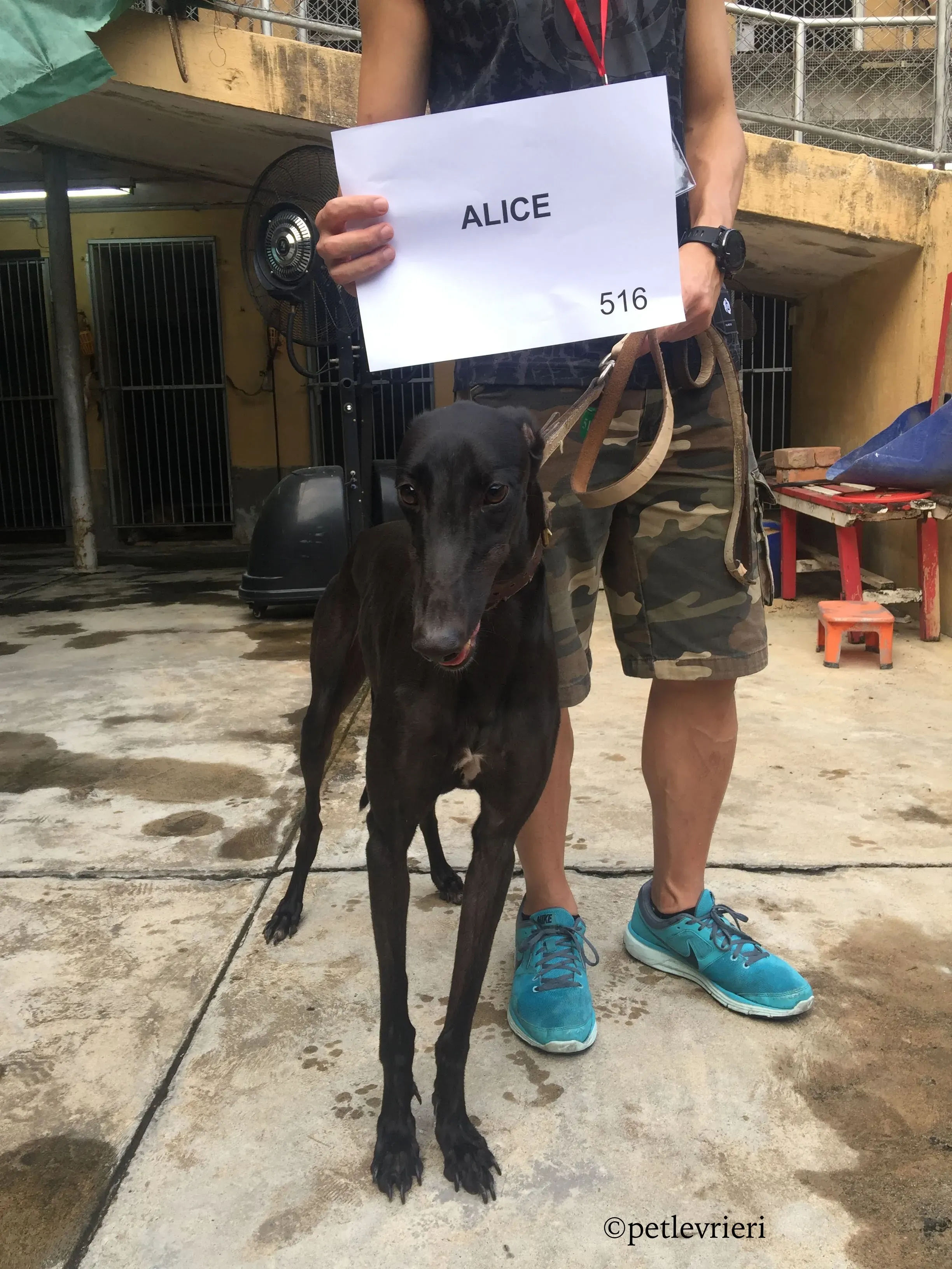 alice adozione greyhound macao 6