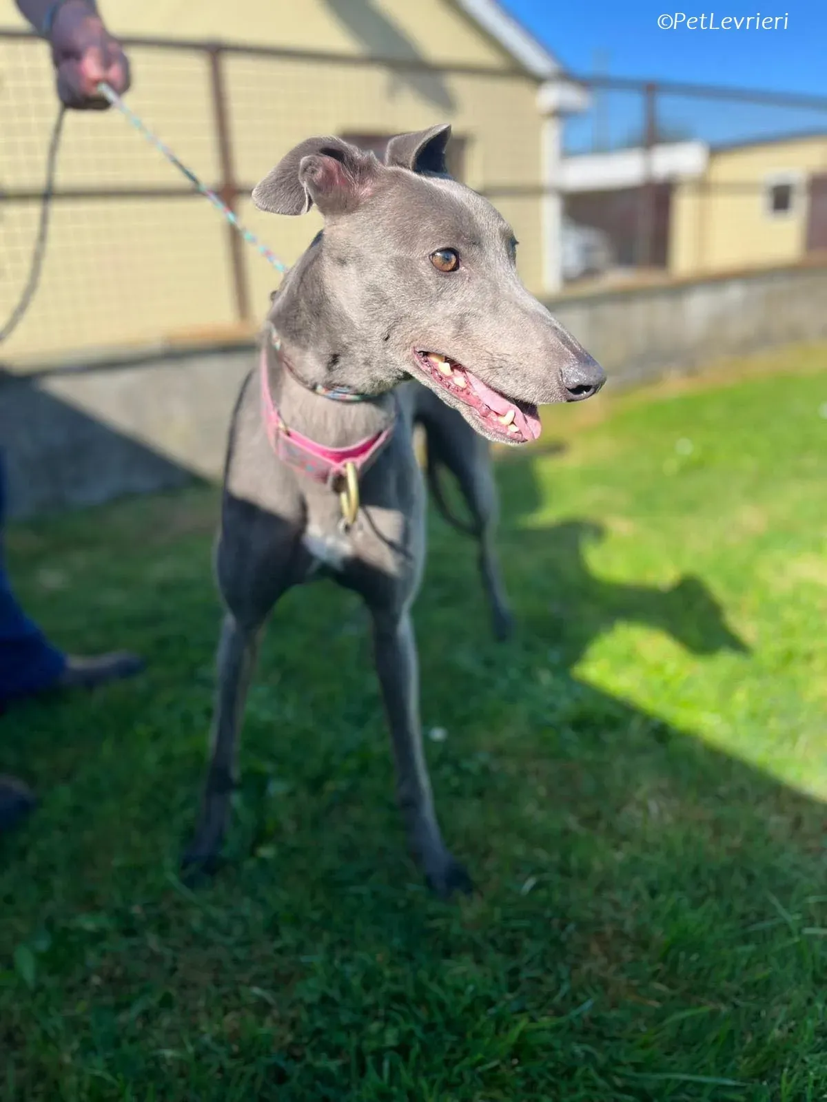 alice adozione levrieri greyhound 1