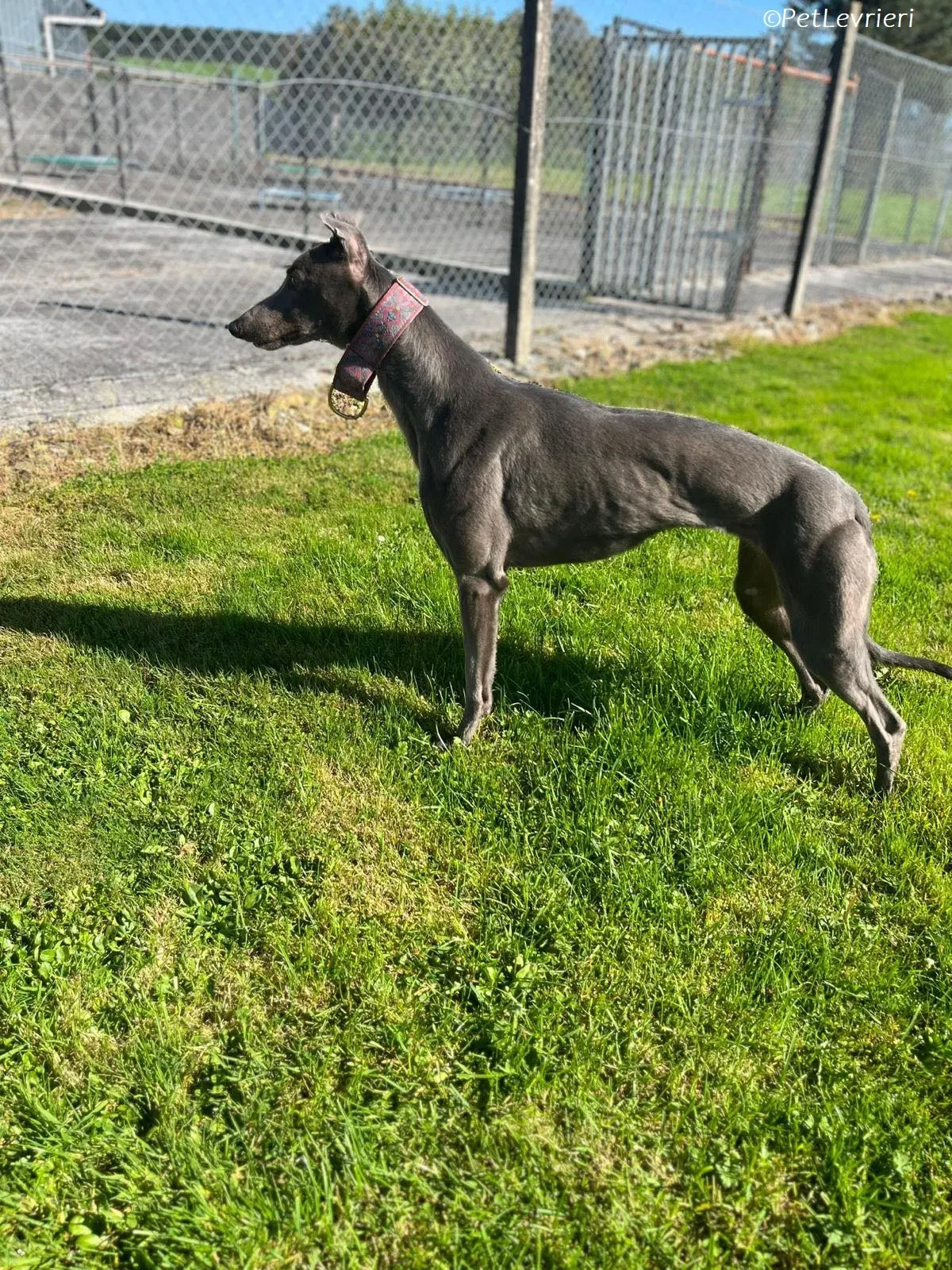 alice adozione levrieri greyhound 2