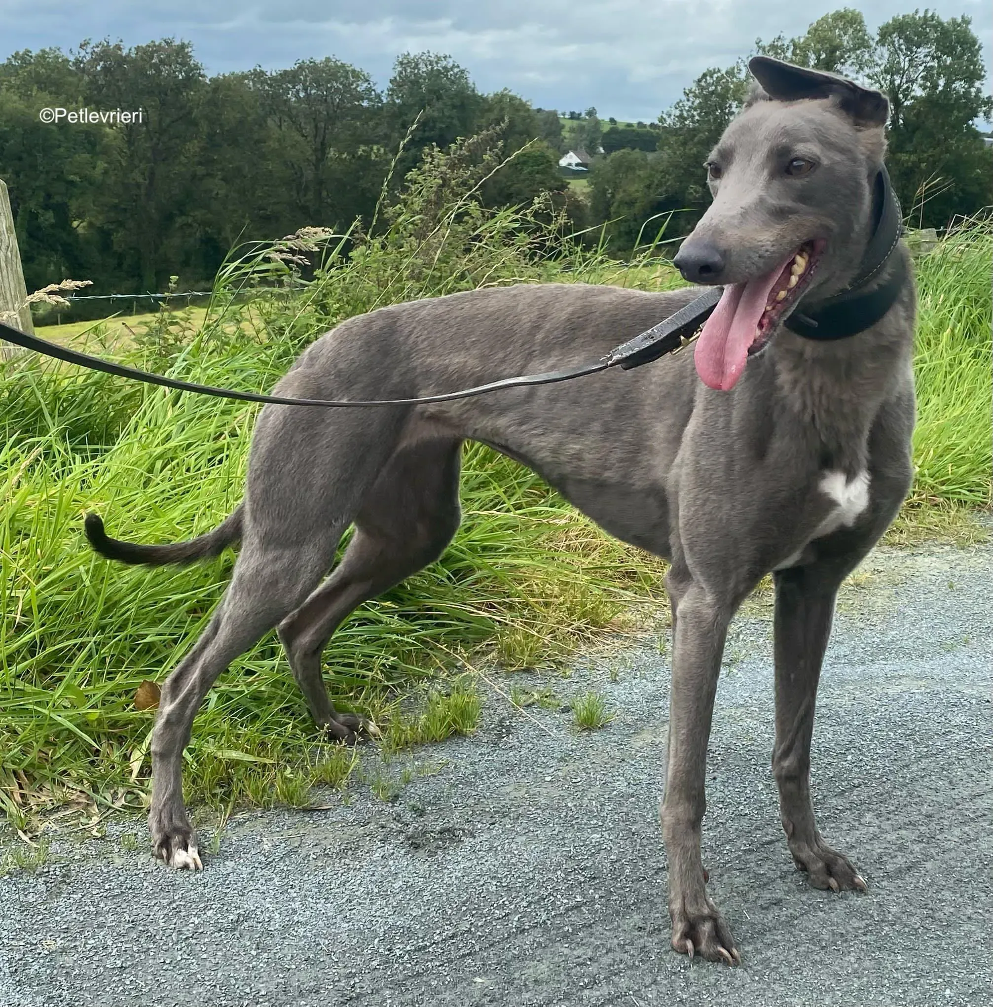 alice dozione levrieri greyhound 1