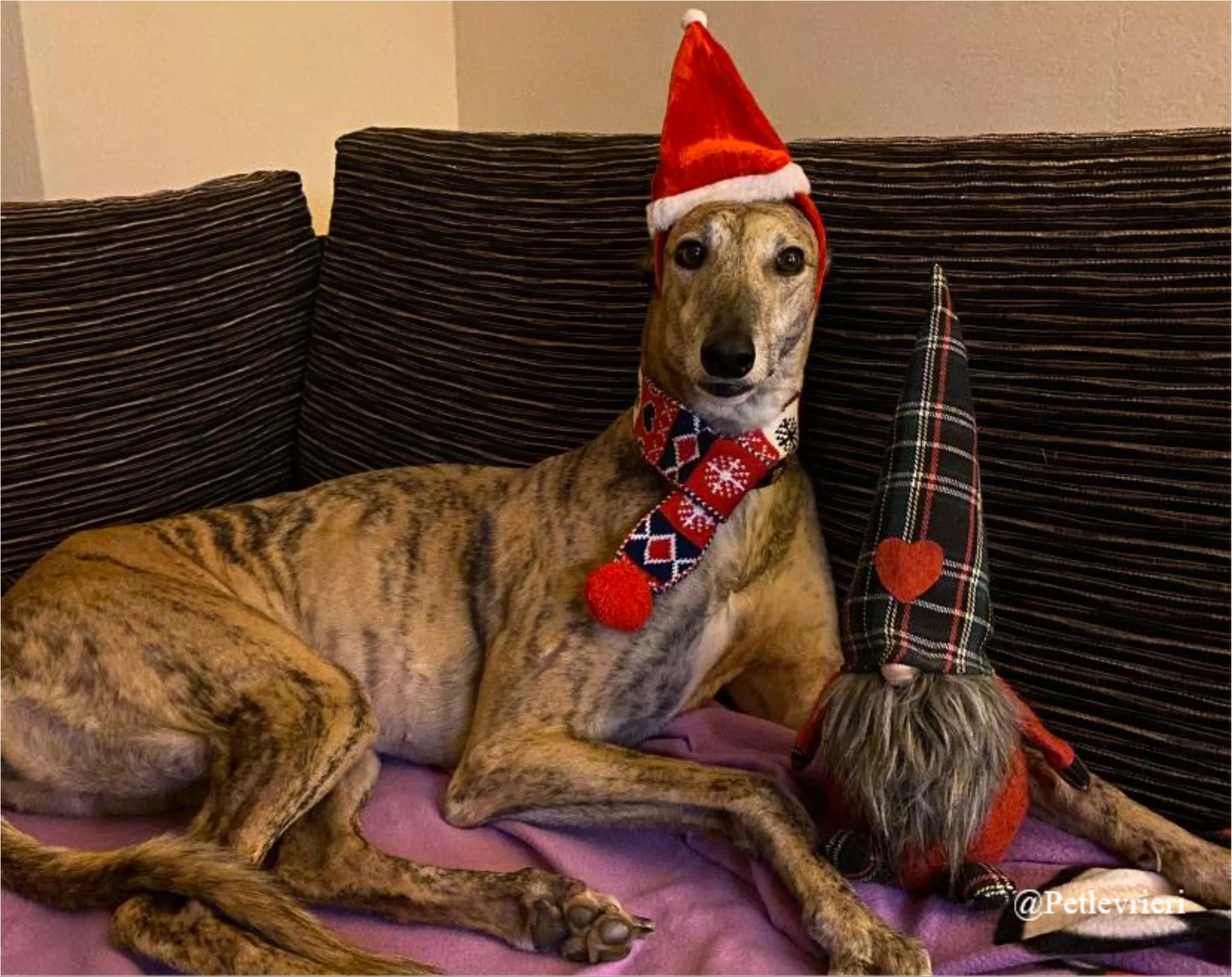 alice pet levrieri natale 2021