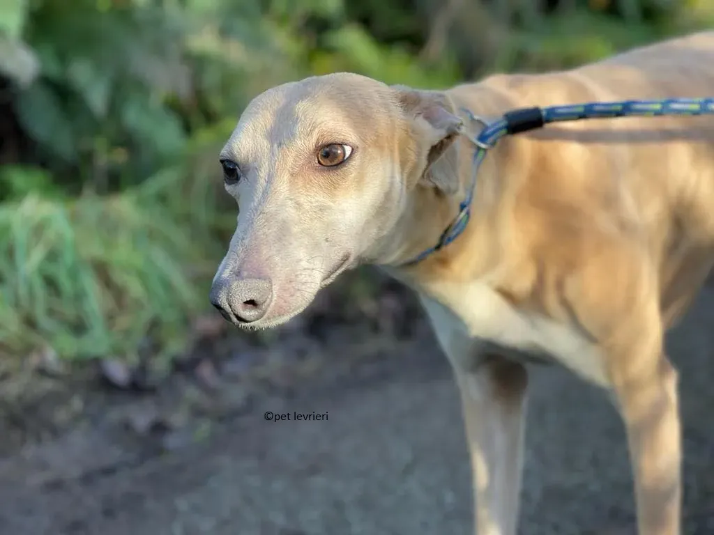 alison adozione leveriro lurcher10