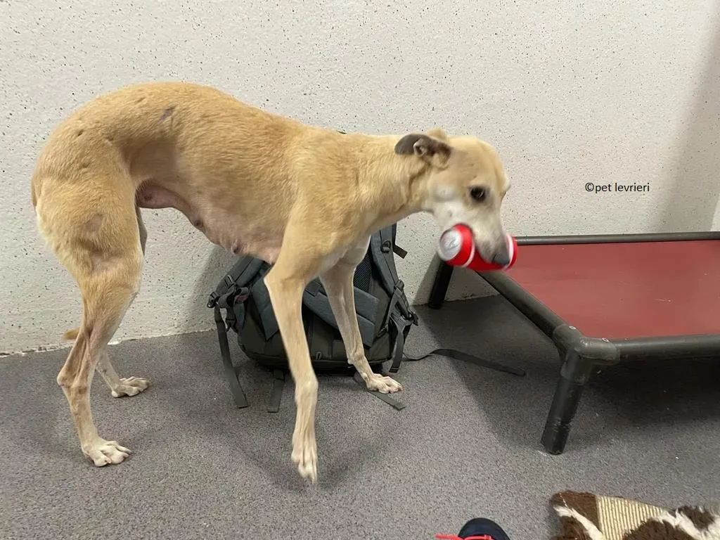 alison adozione leveriro lurcher11