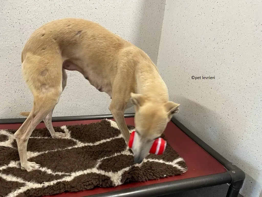 alison adozione leveriro lurcher12