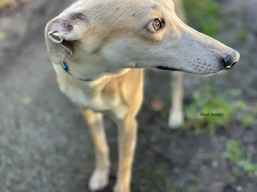 alison adozione leveriro lurcher13
