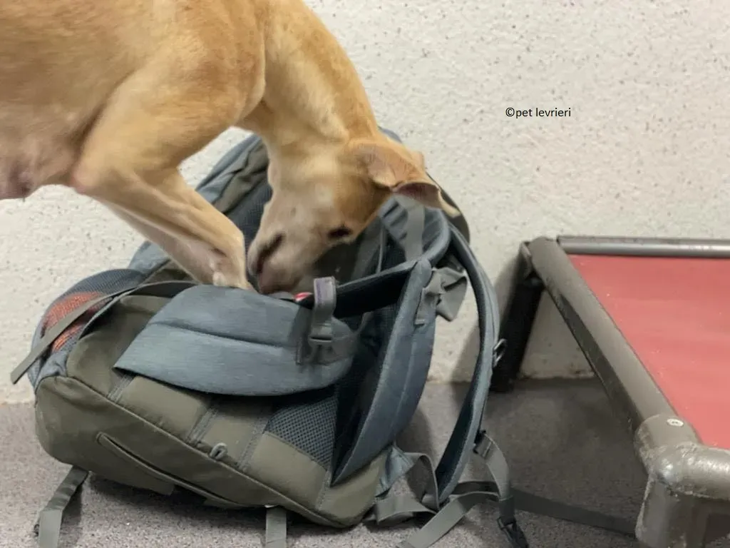 alison adozione leveriro lurcher14