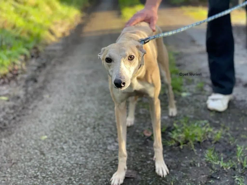 alison adozione leveriro lurcher15