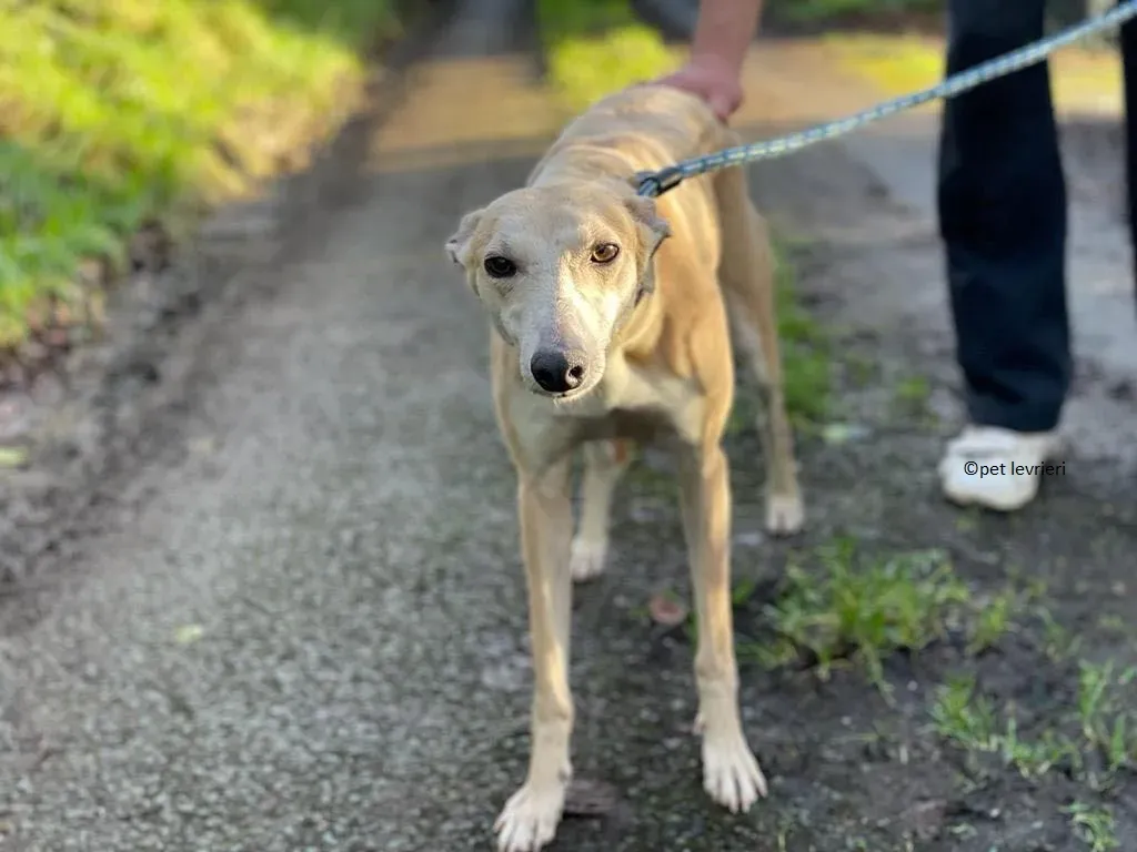 alison adozione leveriro lurcher16