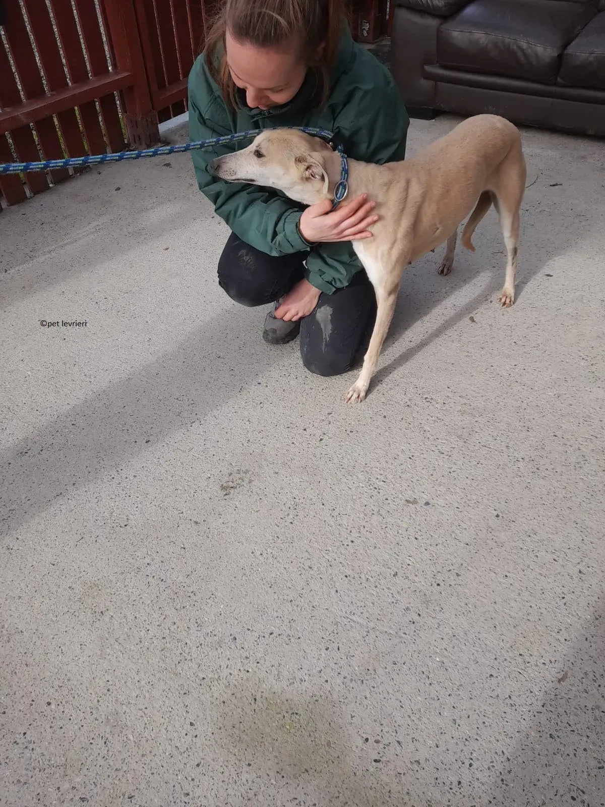 alison adozione leveriro lurcher2