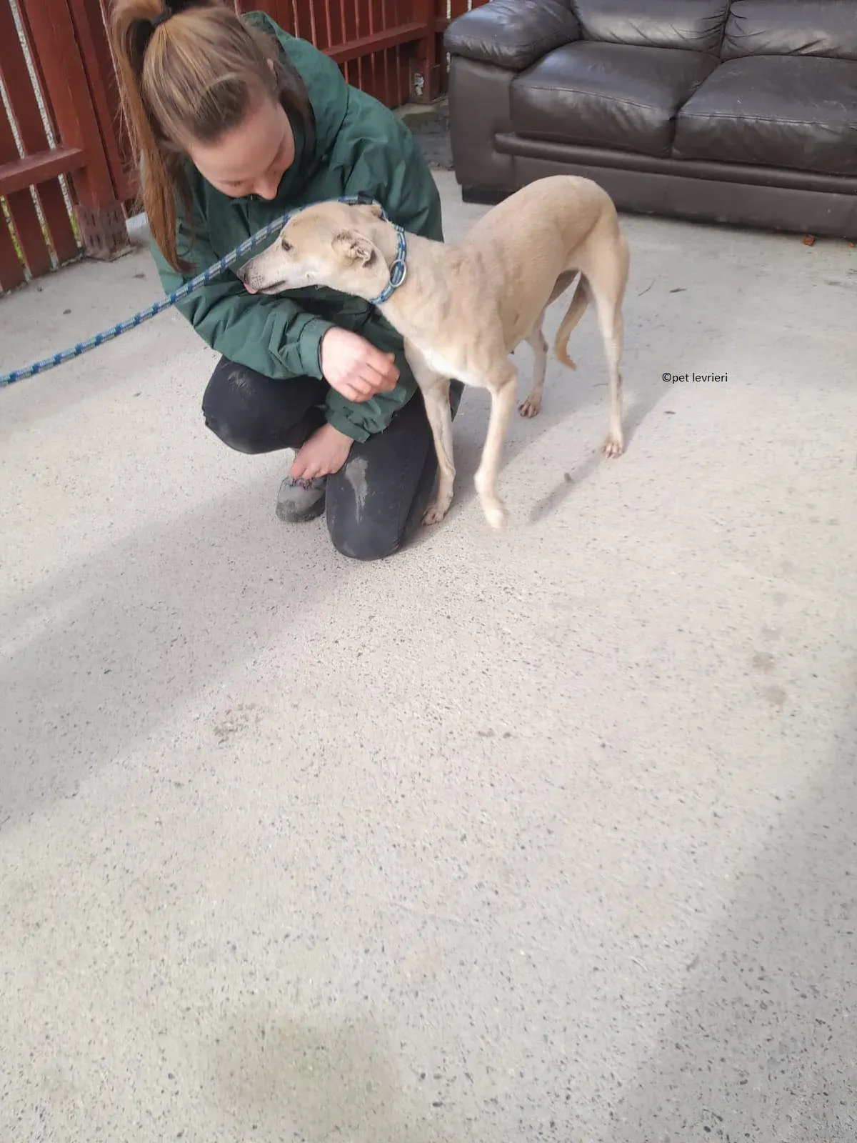 alison adozione leveriro lurcher3