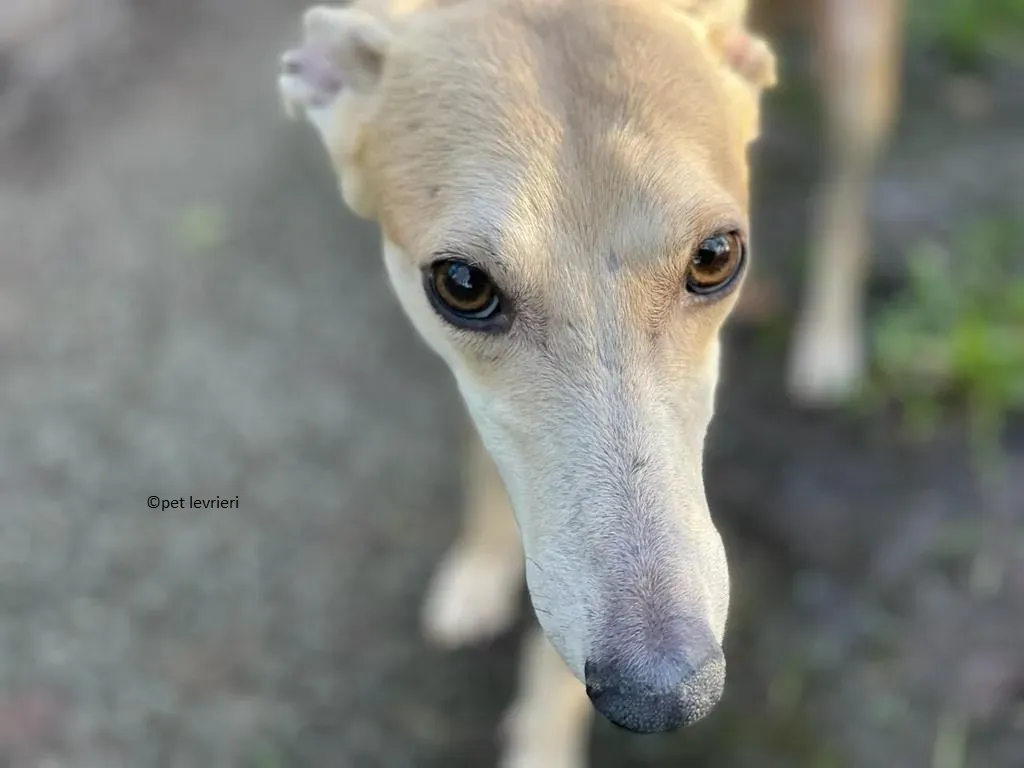 alison adozione leveriro lurcher4
