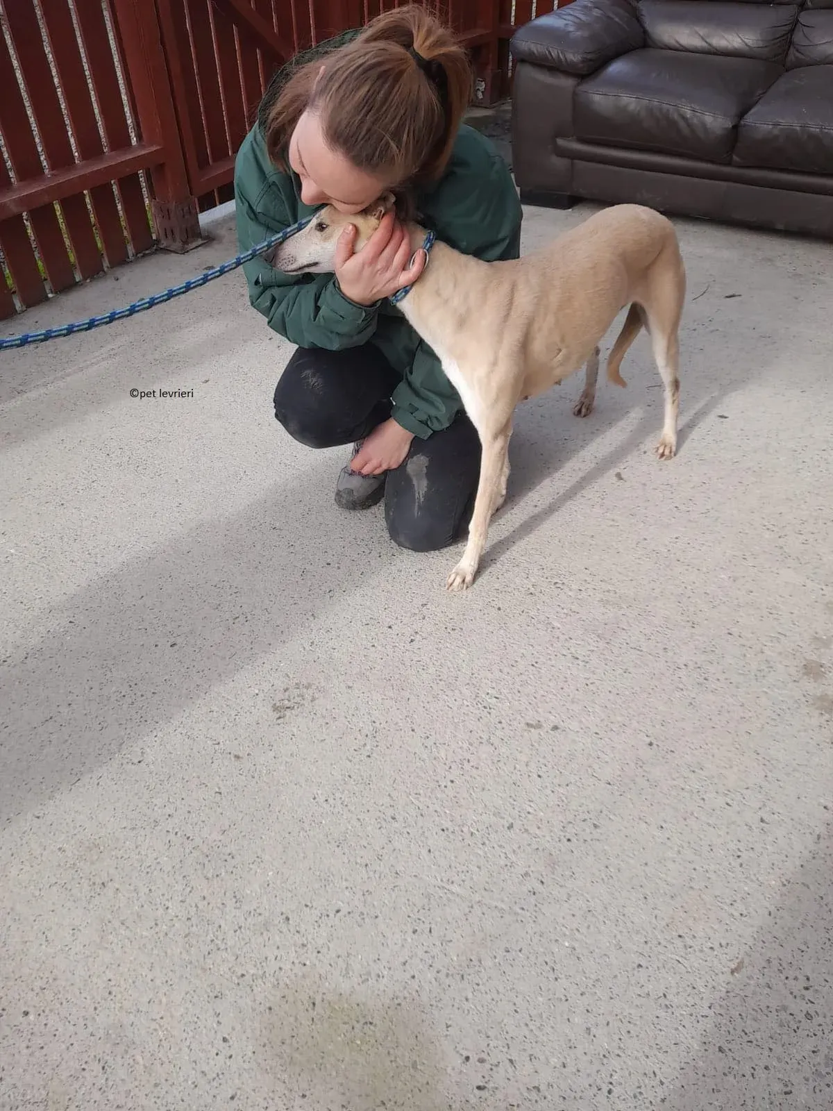 alison adozione leveriro lurcher5