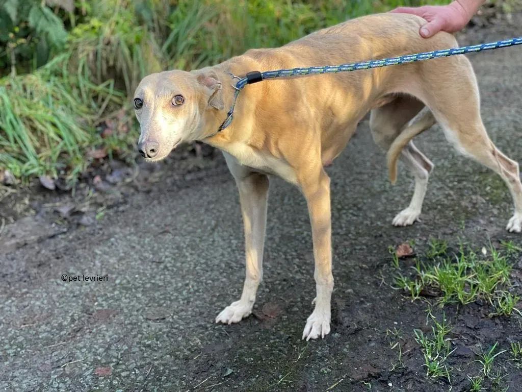 alison adozione leveriro lurcher6