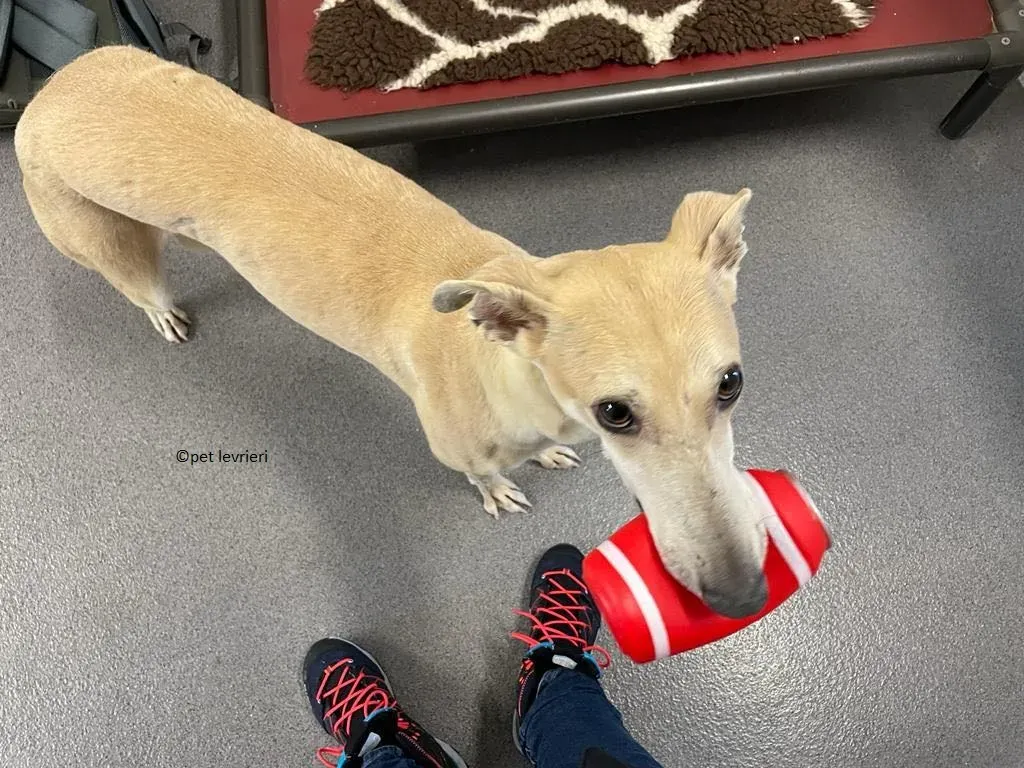 alison adozione leveriro lurcher7