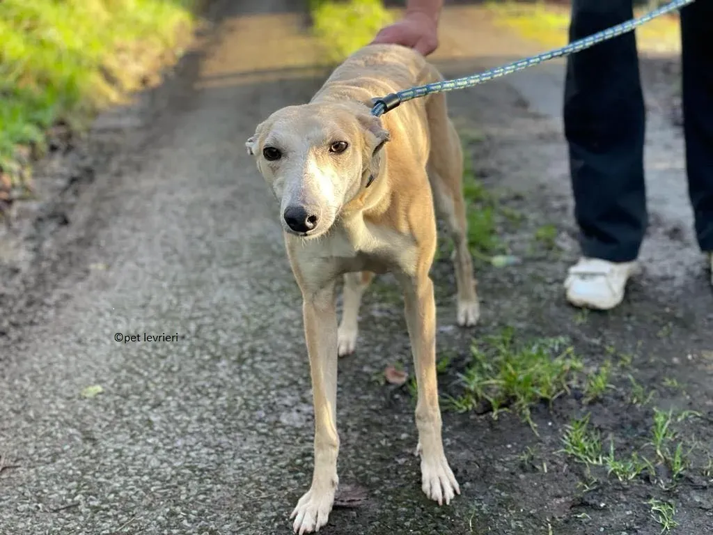 alison adozione leveriro lurcher8