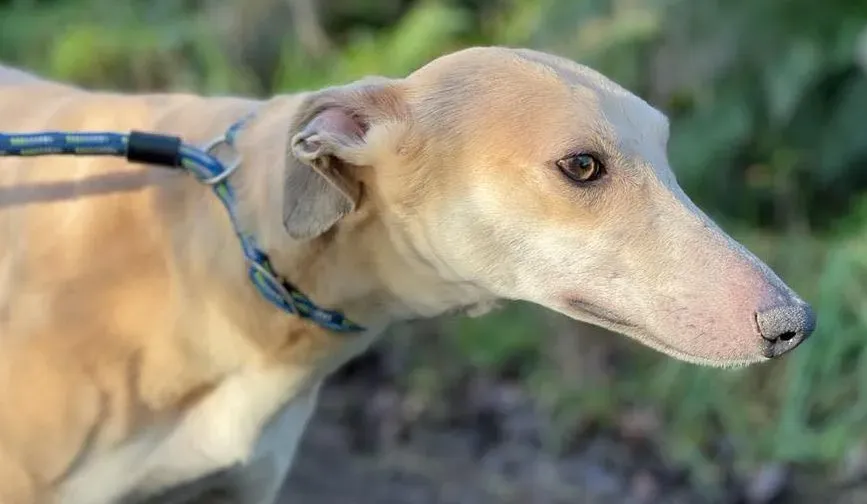 alison adozione leveriro lurcher9 e1646130421690