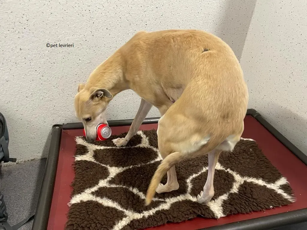 alison adozione levriero lurcher1