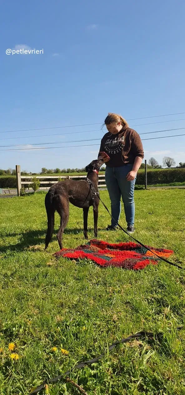 alistair adozione greyhound 4