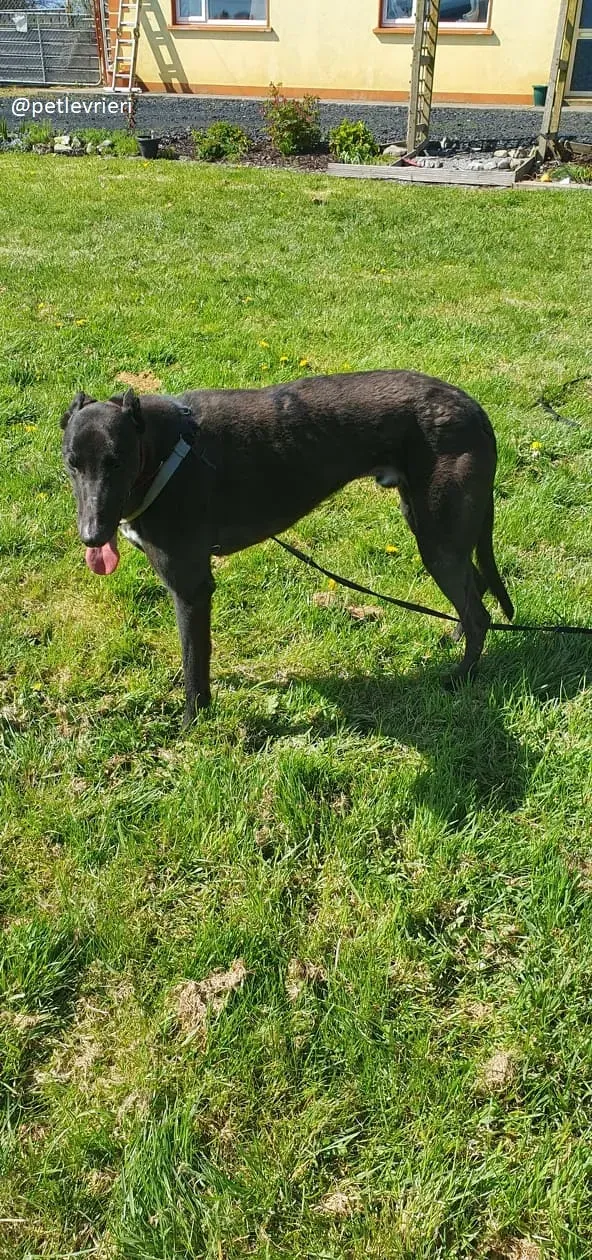 alistair adozione greyhound 5