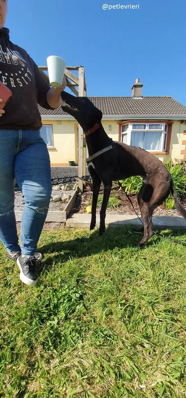 alistair adozione greyhound 6