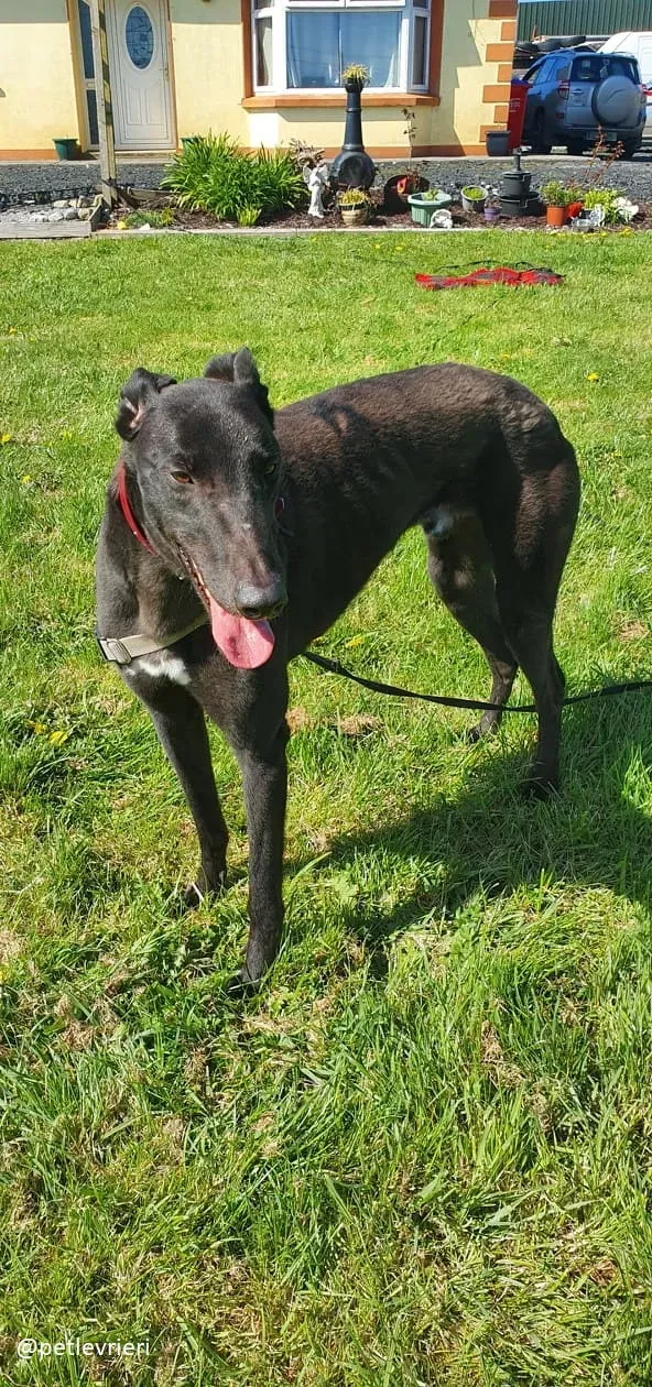 alistair adozione greyhound 7