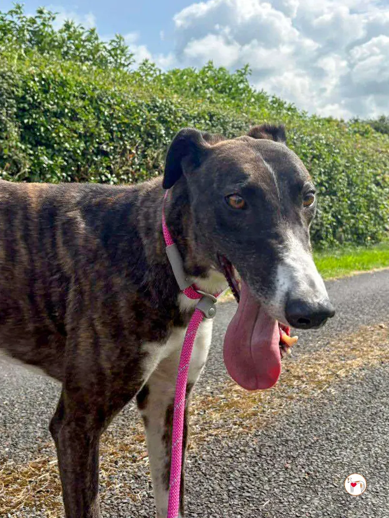 alistar grey adozione 01