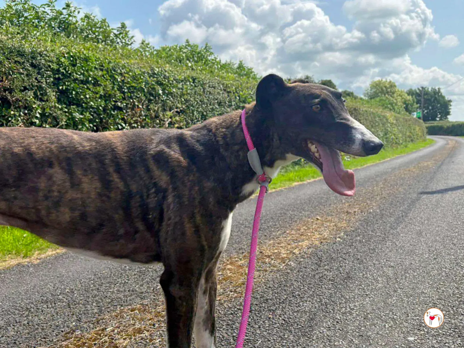 alistar grey adozione 02