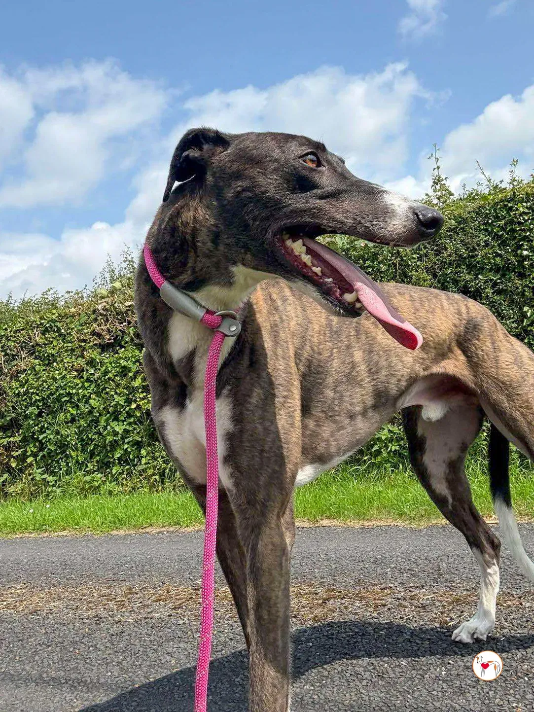 alistar grey adozione 03