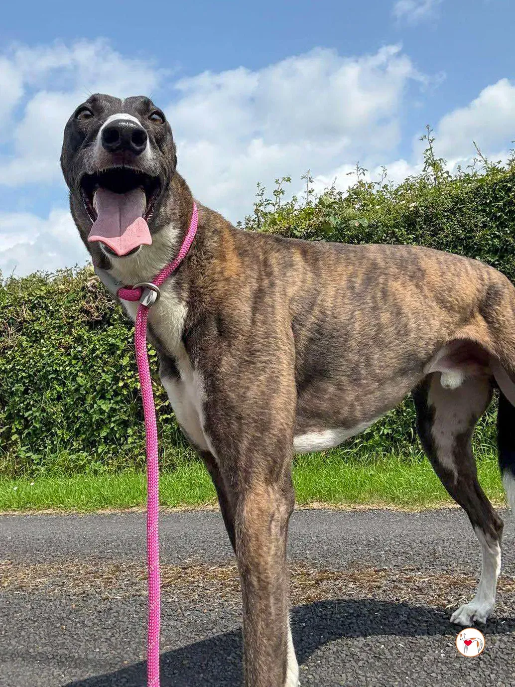 alistar grey adozione 04